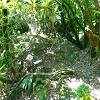 Plants: image 68 Of 71 Thumb